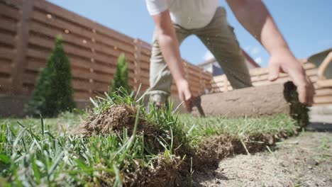 gardener laying lawn in private yard with wooden fence