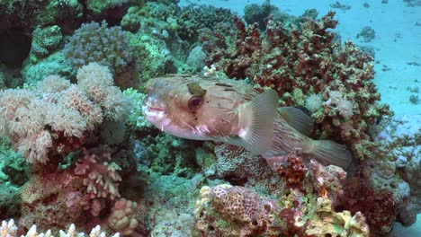 porcupine fish on coral reef