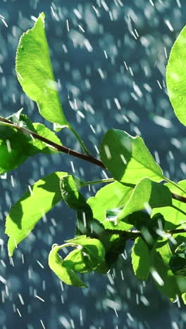 drops of water are falling on the leaves of the plant in the garden in the summer. Slow motion Vertical video