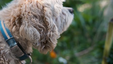 blonde puppy dog pet sniffs the fresh air in a green garden in slow motion, fixed close-up soft focus bokeh