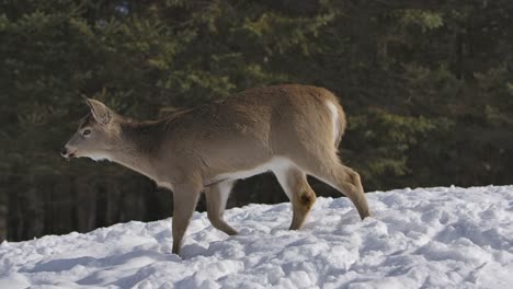 Venado-Cola-Blanca-Caminando-En-La-Nieve-Perfil-Lateral-Slomo