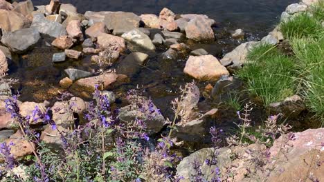 gurgling stream water calmly ripple among stones and lavender flowers close up