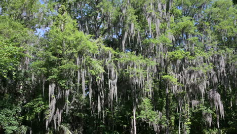 Vista-Lateral-De-Un-Tranquilo-Viaje-En-Bote-A-Través-De-Un-Bosque-De-Cipreses-Con-Musgo-Español-Colgando,-Canal-Dora,-Florida