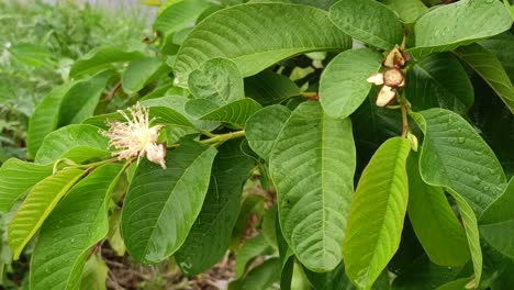 hojas de guayaba que comienzan a florecer cuando llueve