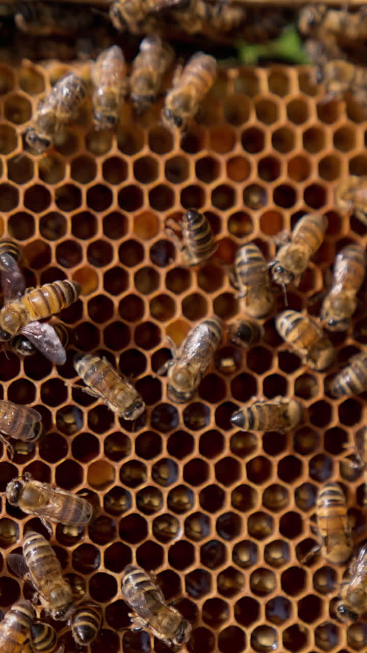 Honeycombs with the larvae in the cells and working bees o top. Insects crawling by the wax and some of them waving wings for ventilation. Close up. Vertical video