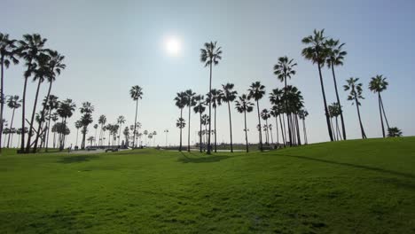 palm trees at a park in venice beach