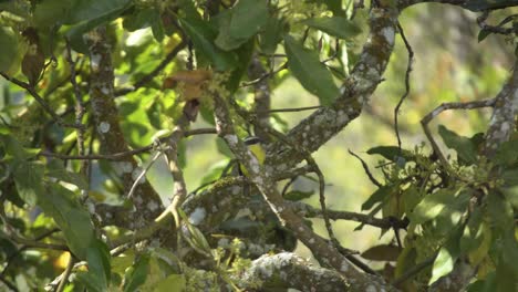 Pitangus-Sulphuratus-resting-on-a-avocado-tree