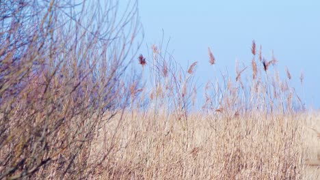 Dry-beige-reed-steams-on-the-wind,-reed-plants-near-the-lake,-lake-Pape-Nature-park-,-sunny-spring-day,-medium-shot