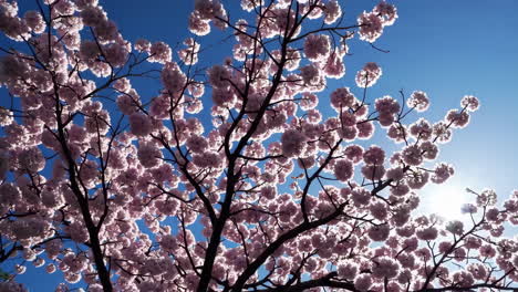 vibrant pink cherry blossoms against a bright blue sky