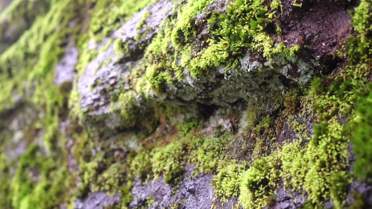 Le rocce sono coperte di muschio verde e goccioline d'acqua sgocciolano dalle rocce, creando un ambiente naturale umido.