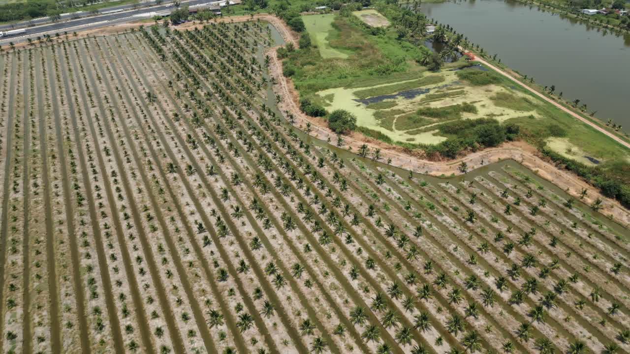 Aerial View of a Palm Tree Plantation with Irrigation and Highway
