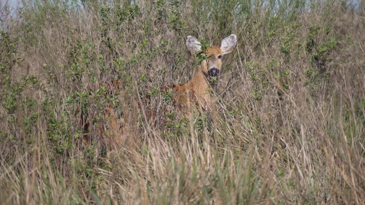 Marsh Deer (Blastocerus Dichotomus) Hiding Behind The Grass In The Wilderness. - wide shot