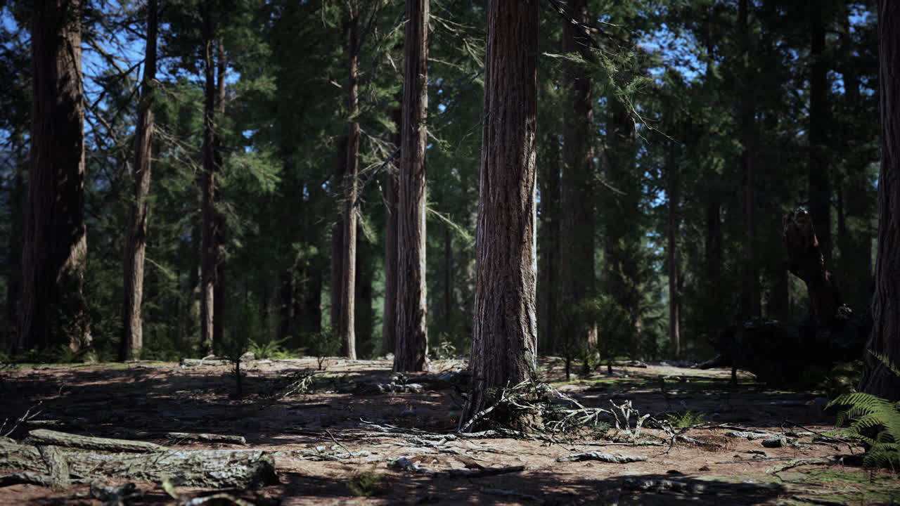 Luce dell'alba tra le sequoie di Mariposa Grove