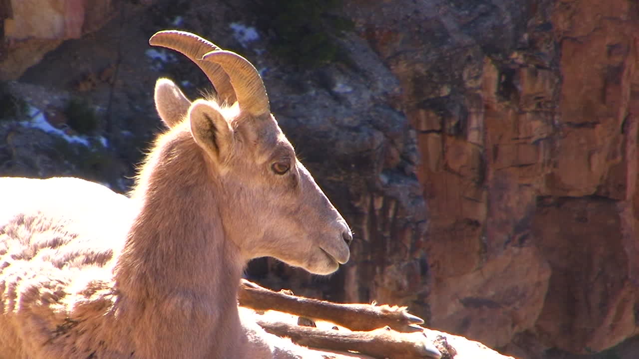 큰뿔양은 산비탈에 낳는다 1