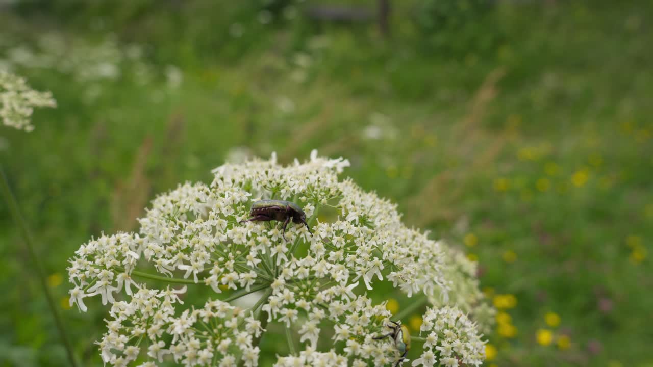 야생 당근 위에 앉아 있는 는 꽃 정벌레 은 야생 꽃