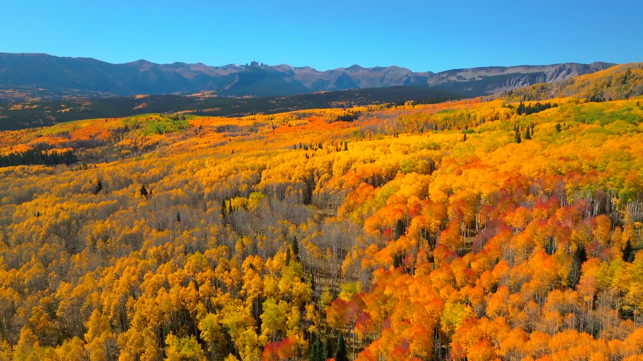 Ohio Kebler Swampy Pass Crested Butte thick full Aspen Trees Fall Autumn auburn peak colors Castle Mountain aerial drone Colorado Gunnison National forest morning sunny blue sky forward motion