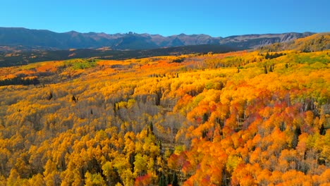 ohio kebler swampy pass crested butte thick full aspen trees fall autumn auburn peak colors castle mountain aerial drone colorado gunnison national forest morning sunny blue sky forward motion