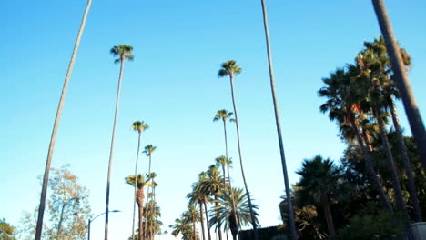 REYFORD-DR-BEVERLY-HILLS-PALM-TREES