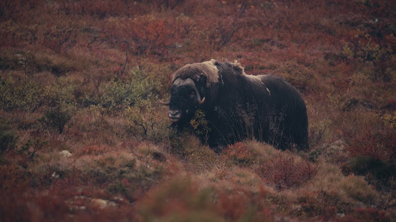 buey almizclero gigante con cuernos alimentándose en el bosque otoñal en el parque nacional dovrefjell–sunndalsfjella, noruega