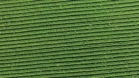 beautiful view of endless green agricultural field. drone flying over field