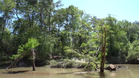 This-is-a-video-of-a-small-river,-flowing-past-several-fallen-trees,-that-have-started-to-grow-other-types-of-vegetation