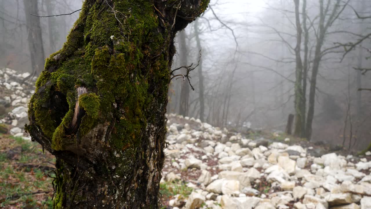 bosque de niebla con rocas