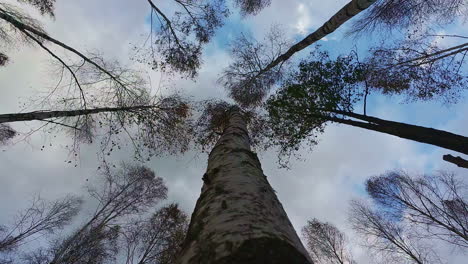 Handheld-tilt-up-shot-in-the-forest-some-tree-tops-moving-on-a-windy-day