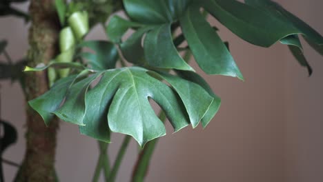 closeup of monstera deliciosa plant leaves