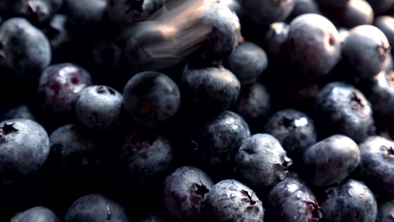 신선하게 뽑은 블루베리