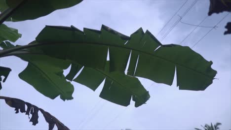 desde una cautivadora vista desde abajo, la cámara se mueve a través de un exuberante dosel de hojas de palma balanceadas, creando un oasis tropical