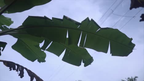 from a captivating bottom view, the camera moves through a lush canopy of swaying palm leaves, creating a tropical oasis