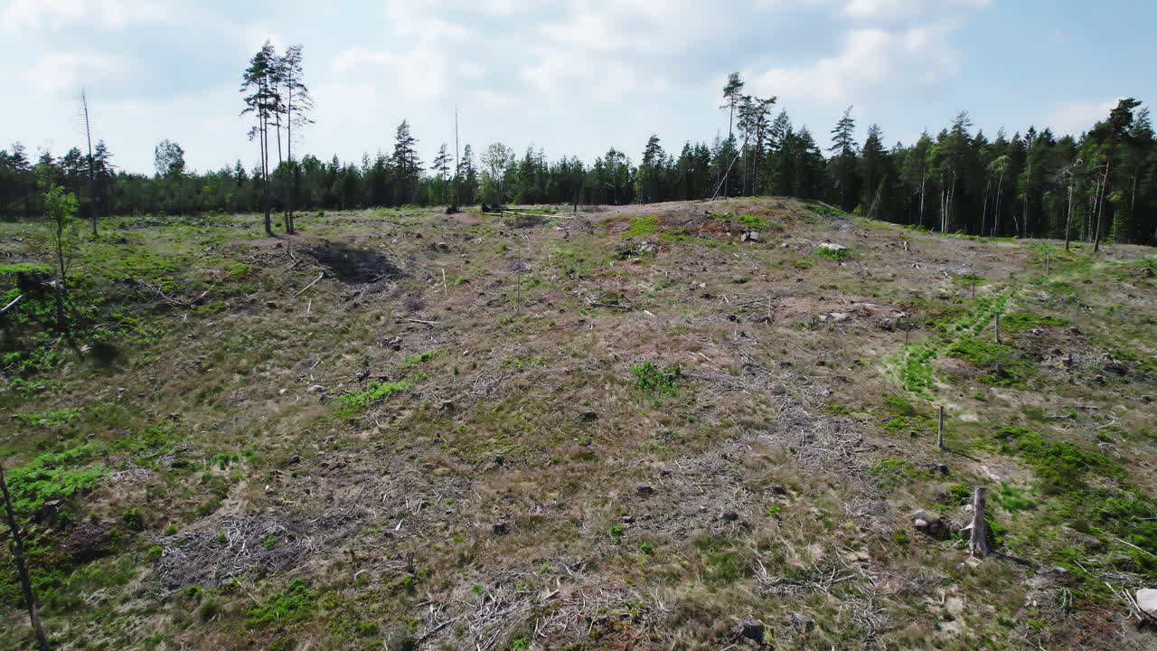 bosque de pinos en la ladera, talado para la tala, paso aéreo