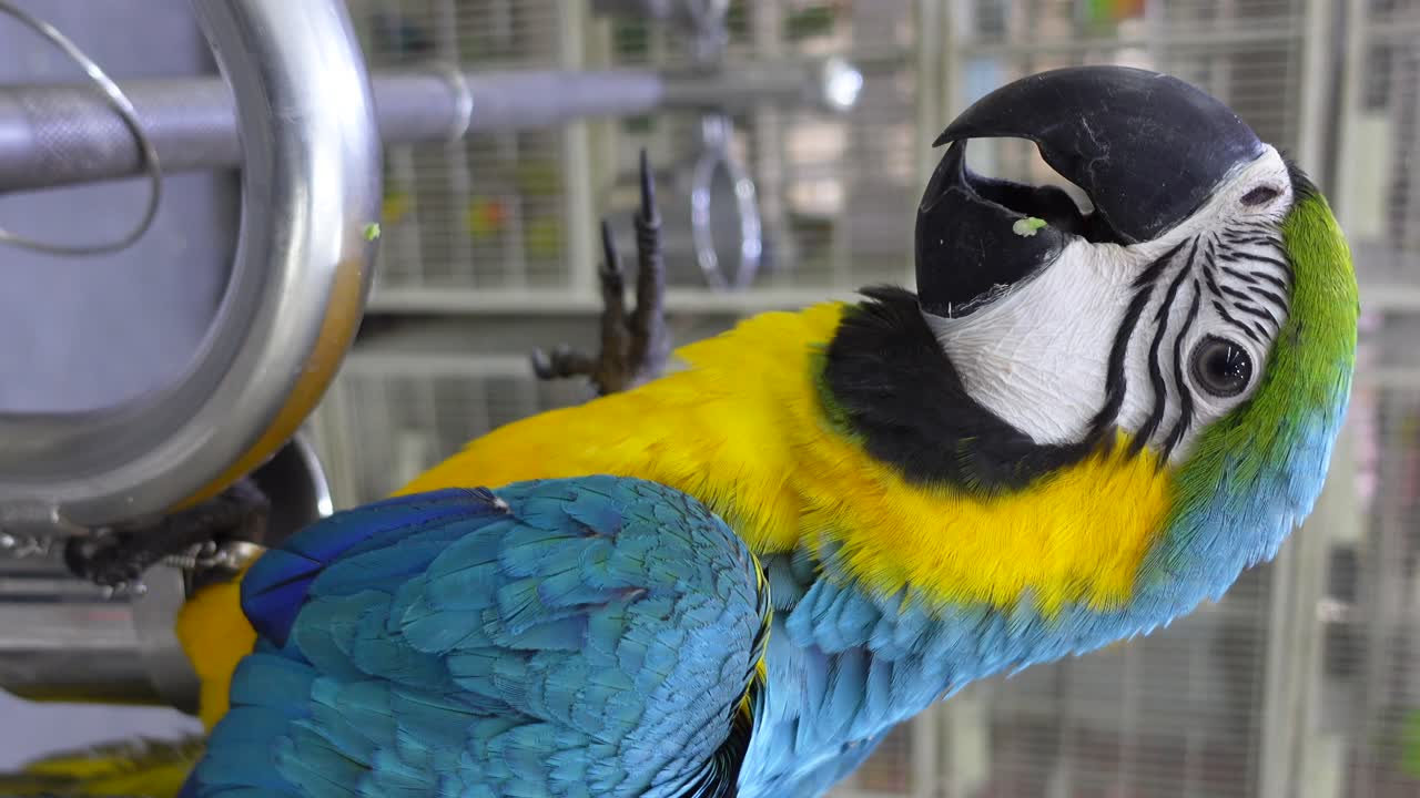 다채로운 아카우 무새