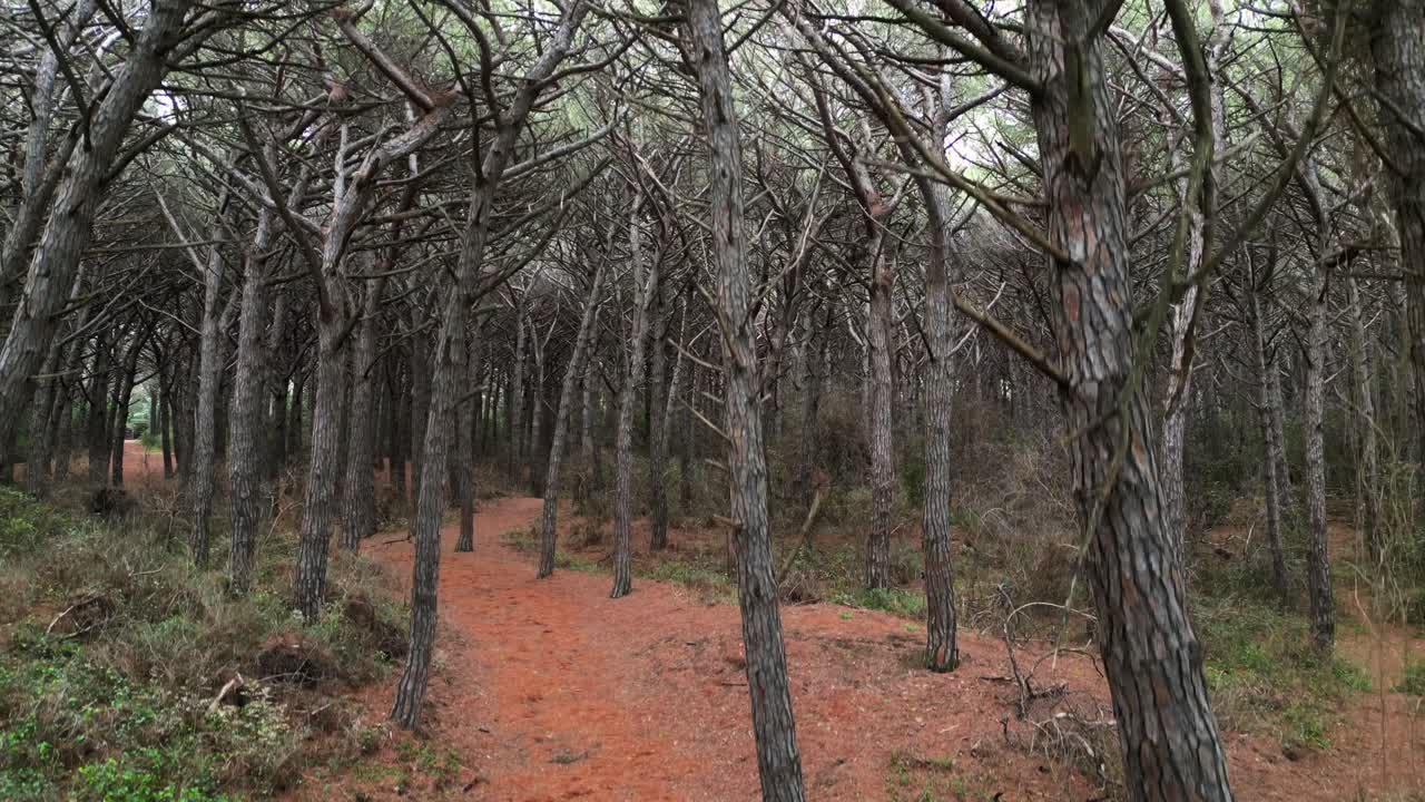 bosques de pinos junto al mar, toscana, italia