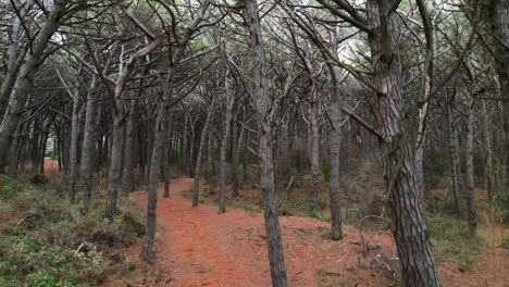 Bosque-De-Pinos-Junto-Al-Mar,-Toscana-Italia.