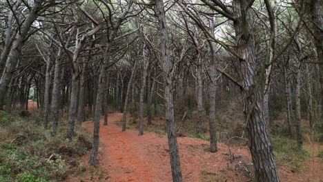 Forest Pinewoods by the sea, Tuscany Italy
