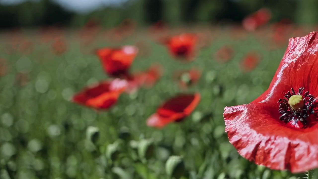 Papavero rosso vibrante che ondeggia in un prato