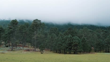 Soft-white-clouds-slowly-roll-across-the-tops