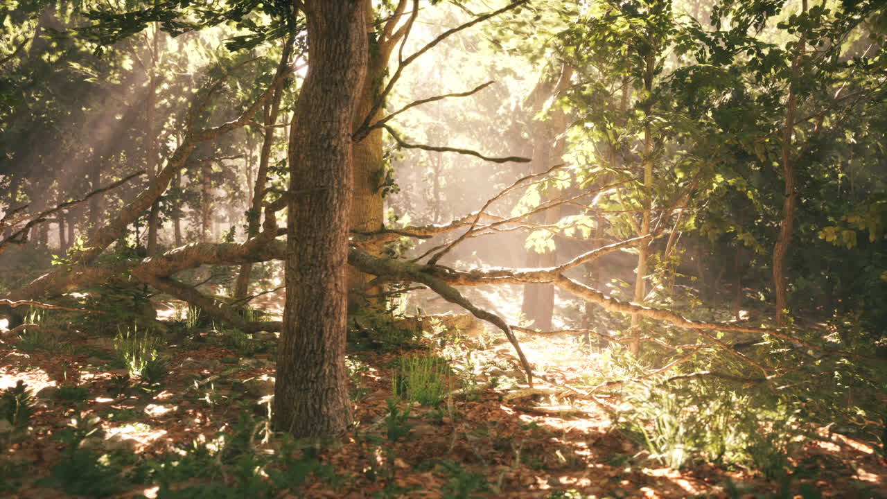 Sunlight filtering through trees in a serene forest during daytime exploration