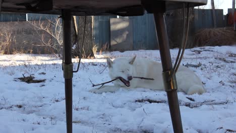 White-Husky-dog-laying-in-the-snow-chewing-on-a-tree-branch