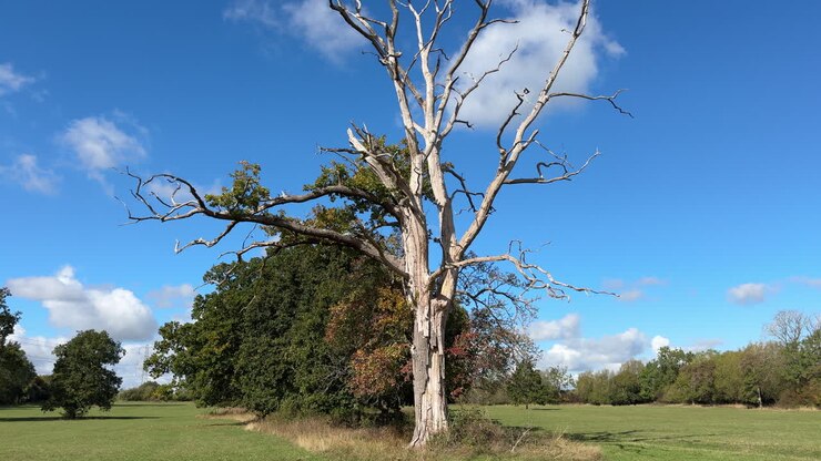 Il tronco spoglio, i rami e le ramificazioni di un albero morto si stagliano contro alberi con tutte le foglie in una luminosa giornata autunnale con cielo azzurro e nuvole bianche e soffici, Worcestershire, Inghilterra