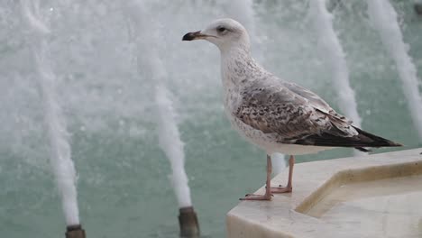 seagull standing by a water fountain