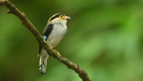 Silberbrust-Breitschnabel,-Serilophus-Lunatus