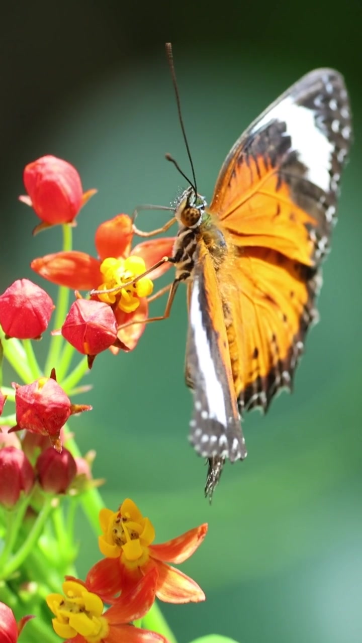 Una farfalla arancione vivace svolazza e si nutre su piccoli fiori rossi e gialli.