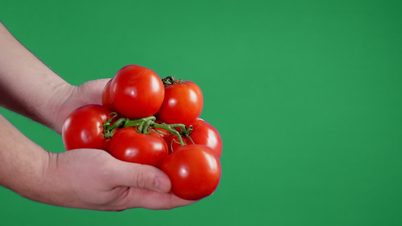 신선한 토마토를 가진 남자 손.