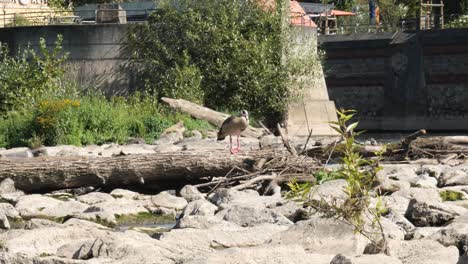 egyptian goose standing on a drift wood tree trunk surrounded by rocks in the middle of a river