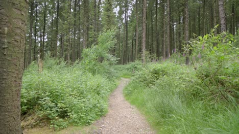 Moving-slowly-along-pine-forest-pathway,-English-countryside,-Lancashire,-UK,-Sony-FX30