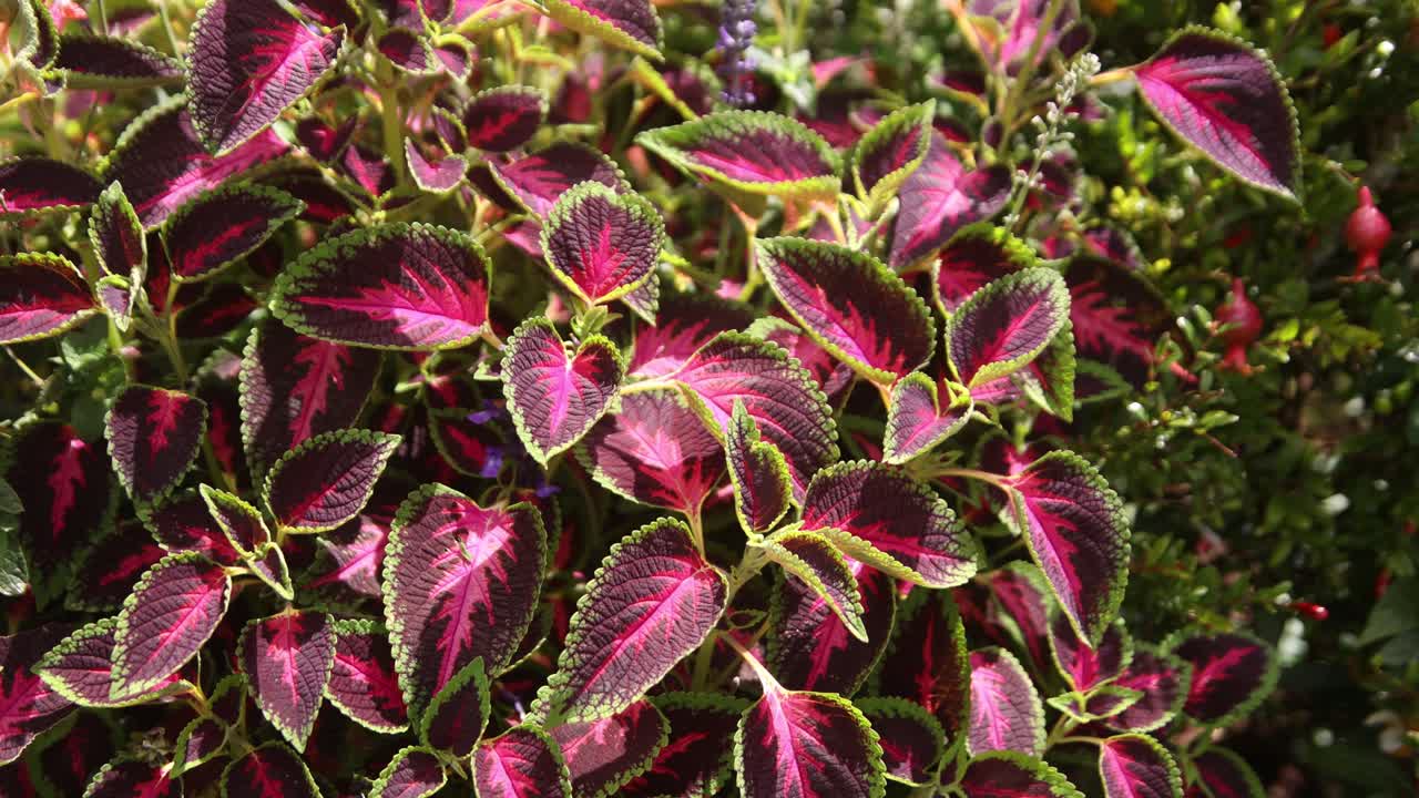 Coleus Plant with Vibrant Red and Green Leaves