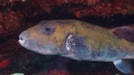 blue spotted pufferfish swimming on coral reef