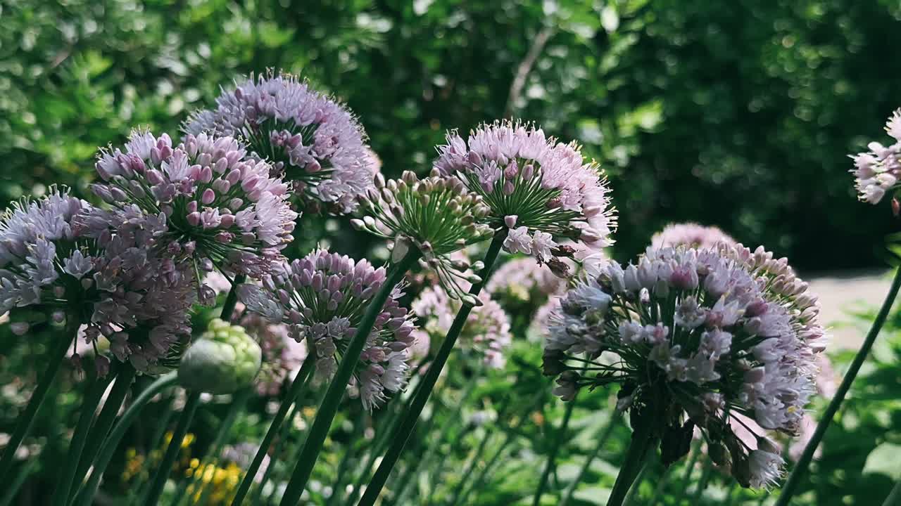 정원 에서 보라색 알리움 꽃